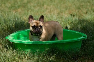 Französische Bulldogge erfrischt sich bei einer Hitzewelle in einem kleinen Pool in einem Park in Frankreich.