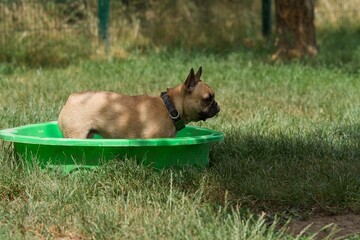 French bulldog refreshing itself in a small pool in a park in France on a heat wave.