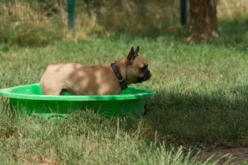 Outdoor-Kissen Französische Bulldogge erfrischt sich bei einer Hitzewelle in einem kleinen Pool in einem Park in Frankreich. © nic