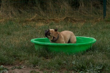 Französische Bulldogge in einem kleinen Pool, der an einem heißen Tag im Lacroix-Laval-Park in Lyon, Frankreich, den Kopf schüttelt.