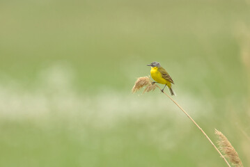 bird, natur, gelb, wild lebende tiere, tier, schnabel, ast, blau, wild, finch