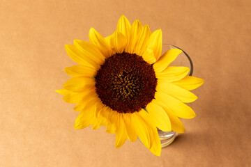 One yellow sunflower on a background of craft paper