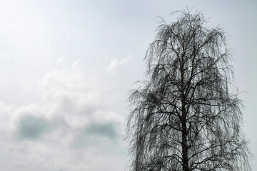 The crown of a tree with branches and no leaves in early spring against a cloudy sky
