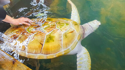White albino sea turtle hawksbill turtle loggerhead sea turtle swims. - obrazy, fototapety, plakaty