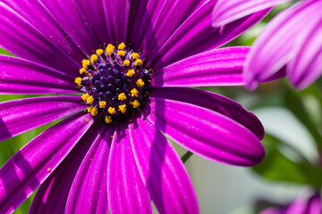 Fototapeta premium Pink blossom of a marguerite or daisy
