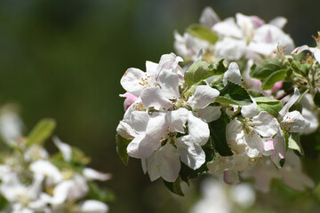 Pretty Flowering White and Pale Pink Apple Tree