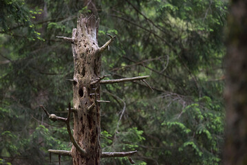 Detail of a dead fir trunk in a green forest