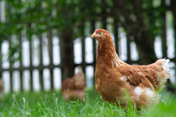 A red hen grazes in the green grass. Raising poultry.