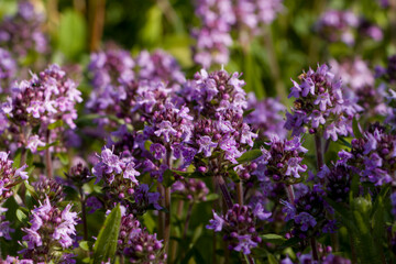 Purple thyme flowers in natural habitat. Selective focus.