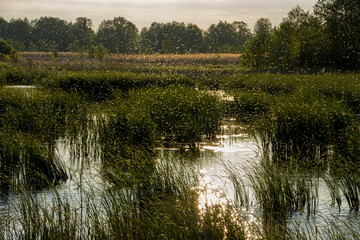 Swarm of mosquitoes over the river. Lots of mosquitoes over the swampy area. Selective focus