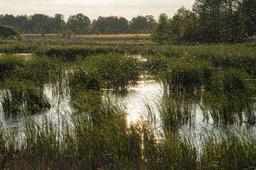 Fototapeta na wymiar Swarm of mosquitoes over the river. Lots of mosquitoes over the swampy area. Selective focus