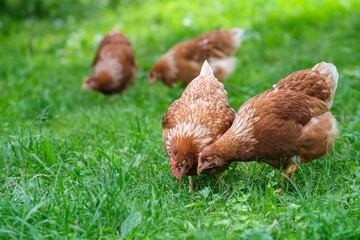 A red hen grazes in the green grass. Raising poultry.