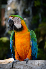 blue and yellow macaw