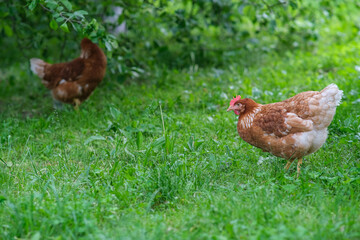 A red hen grazes in the green grass. Raising poultry.