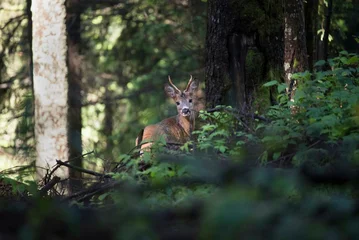 Poster Wild roe deer in Italian forest © Nicola