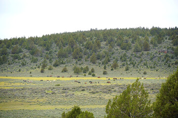 Fototapeta na wymiar Steens Oregon Wild Horse Herd