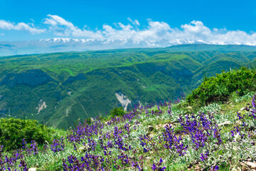Fototapeta na wymiar spring mountain landscape with blooming alpine meadow