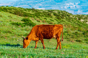 red cow grazing in a mountain meadow