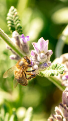 abeja polinizando una flor de lavandula stoechas