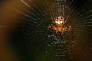 spider on web
