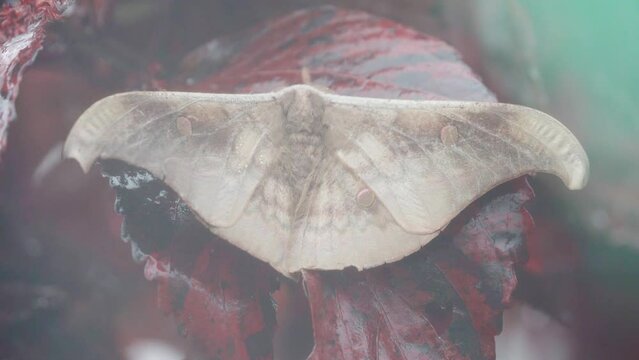 moth