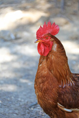 gallo pluma roja cabeza cara cresta  país vasco 4M0A9082-as22