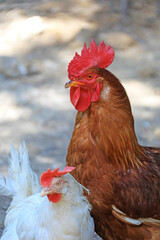 gallo pluma roja cabeza cara cresta  país vasco 4M0A9083-as22