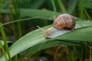 Grape snail crawls on a green leaf.Mollusk without a vertebrate.Delicatessen meat and delicacies.