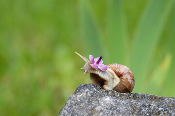 Cute grape snail crawls on a stone with a lilac flower on its head.Grape snail in the wild.Cute greeting card with a snail.