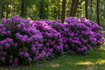 Blooming bushes of purple rhododendrons in the park.
