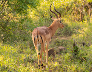Impalas im Naturreservat Hluhluwe Nationalpark Südafrika