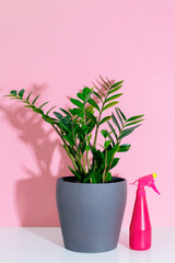 Potted plant zamioculcas and pink spray water bottle on white shelf at pink background.