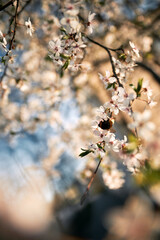 Close-up of a bumblebee on a white blossoms. Blossom tree in April with bee on it. Concept of nature awakening after winter months