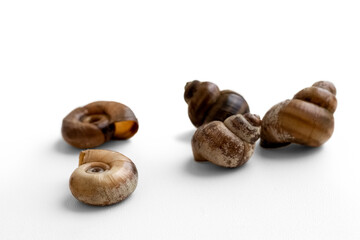Snail shells isolated on white background