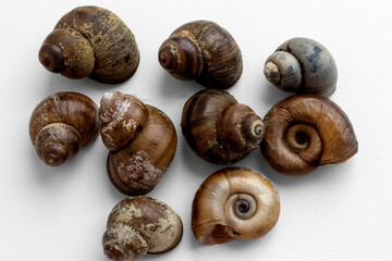 Snail shells isolated on white background