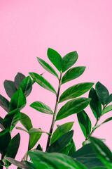 Close-up green leaves of home plant zamioculcas at pink background.