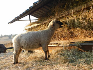 Closeup photo of an isolated Hampshire Down Ewe sheep eating hay from an outdoor hay rack at the barn, on a sheep farm in Gauteng, South Africa