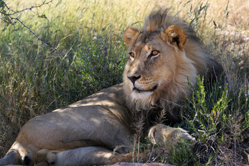 Male Lion in the Kgalagadi