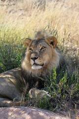 Male Lion in the Kgalagadi
