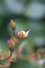 pinke Rosen - Blütenknospen