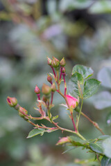 pinke Rosen - Blütenknospen
