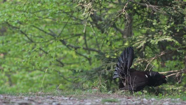 Western capercaillie male in mating season (Tetrao urogallus)
