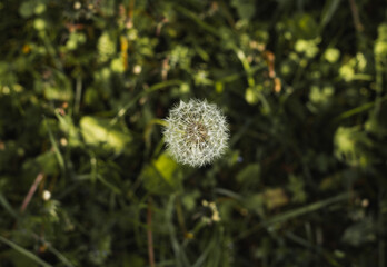 dandelion head