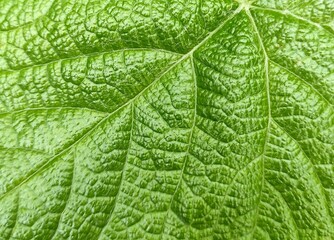 green leaf texture