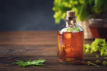 Bottle of maple syrup or healthy tincture, infusion and spring maple leaf.  Natural healthy food....