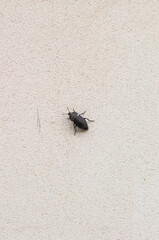 fly on wall