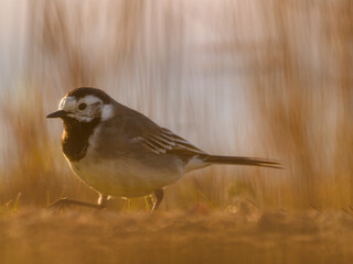 Pied wagtail in close up