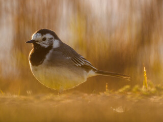 Pied wagtail in close up