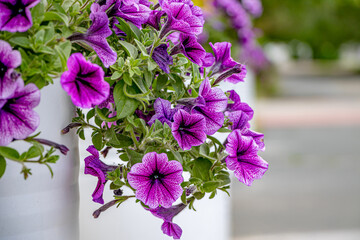 Multicolored flowers growing near a house in the center of a provincial town. Close-up. Soft focus