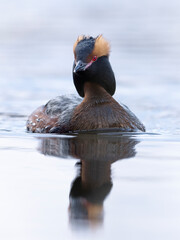 The horned grebe (Podiceps auritus) in a wetland